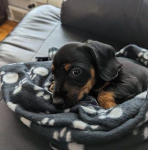 Meet your Posher, Marie a